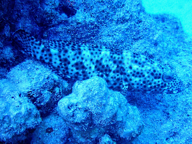 Click to View Greasy Grouper<br><span style='font-size:12px'><i>Dave & Rose</i></span>