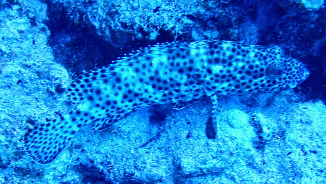 Click to View Greasy Grouper<br><span style='font-size:12px'><i>Dave & Rose</i></span>