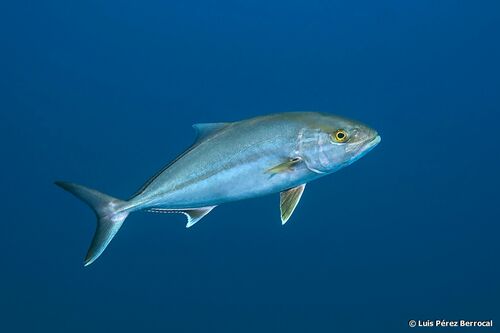 Greater Amberjack Greater Amberjack<br><span style='font-size:12px'><i>iNaturalist</i>    </span>