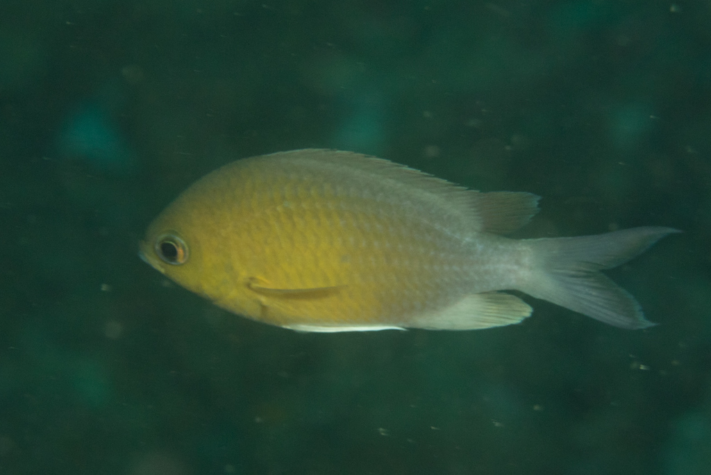 Green Chromis<br><span style='font-size:12px'><i>iNaturalist</i>&nbsp&nbsp&nbsp&nbsp</span>