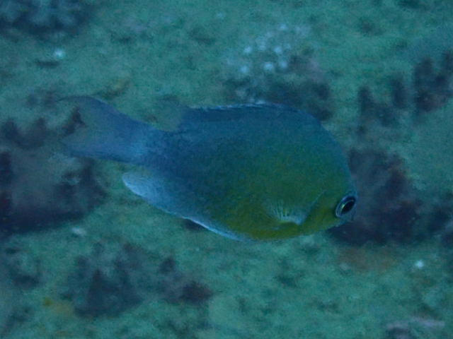 Click to View Green Chromis<br><span style='font-size:12px'><i>Dave & Rose</i></span>
