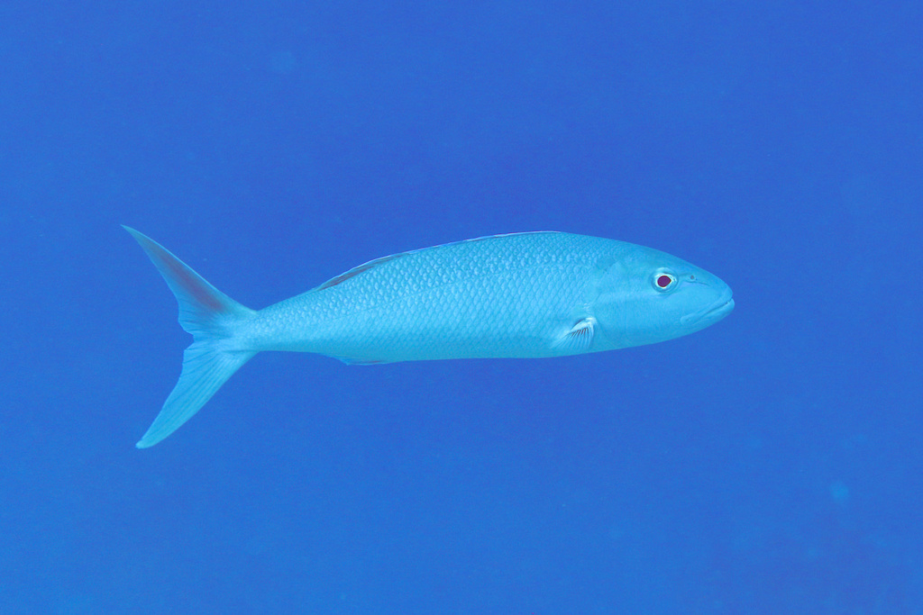 Click to View Green Jobfish<br><span style='font-size:12px'><i>iNaturalist</i></span>