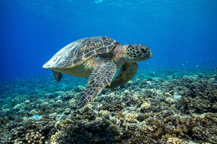 Click to View Green Turtle<br><span style='font-size:12px'><i>Fishipedia</i></span>