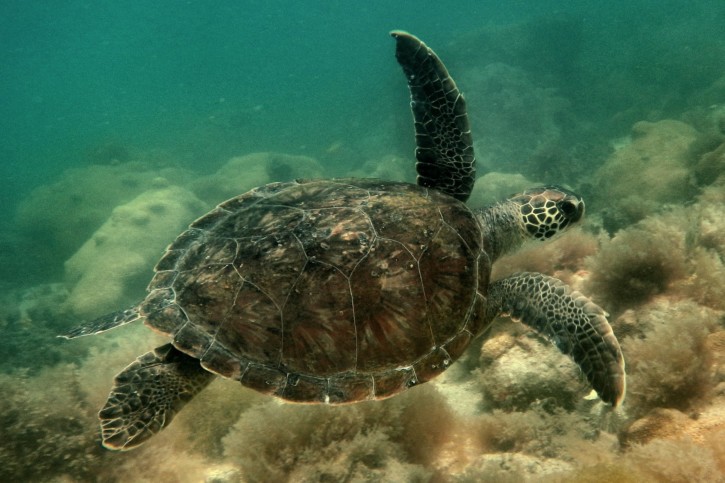 Click to View Green Turtle<br><span style='font-size:12px'><i>Fishipedia</i></span>