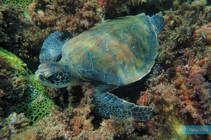 Click to View Green Turtle juvenile<br><span style='font-size:12px'><i>Fishipedia</i></span>