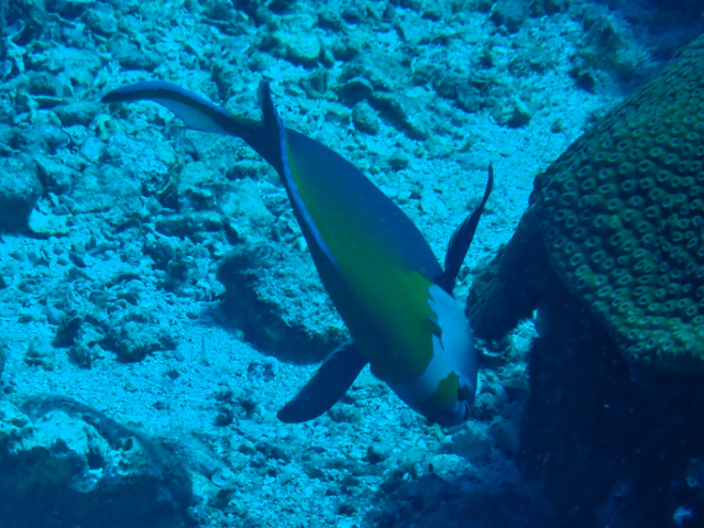 Click to View Greencheek Parrotfish<br><span style='font-size:12px'><i>Dave & Rose</i></span>