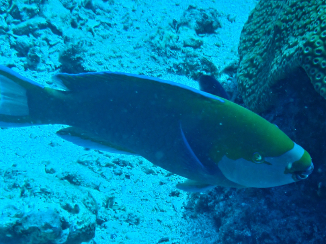 Click to View Greencheek Parrotfish<br><span style='font-size:12px'><i>Dave & Rose</i></span>