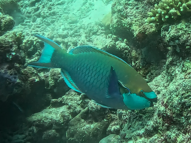 Greencheek Parrotfish<br><span style='font-size:12px'><i>Dave & Rose</i>&nbsp&nbspMaldives&nbsp&nbsp13th Jan 2026</span>
