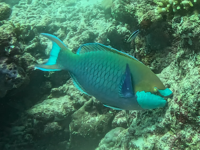 Greencheek Parrotfish chomping<br><span style='font-size:12px'><i>Dave & Rose</i></span>