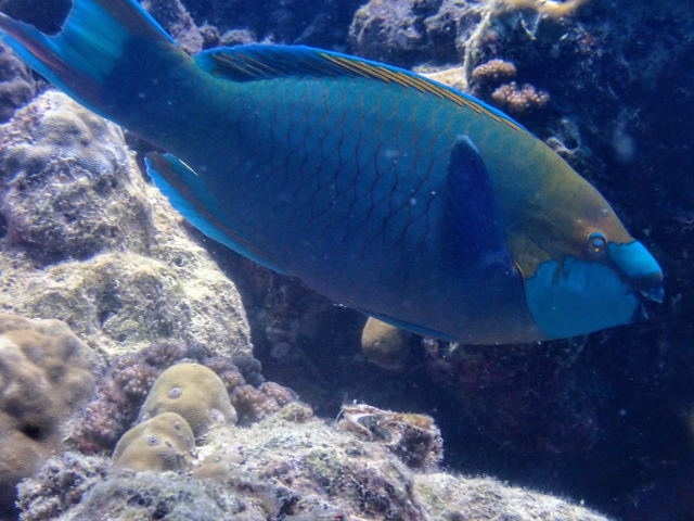 Greencheek Parrotfish<br><span style='font-size:12px'><i>Dave & Rose</i></span>
