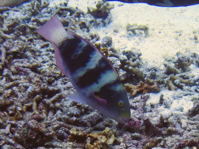 Click to View Greenhead Parrotfish female<br><span style='font-size:12px'><i>Dave & Rose</i></span>