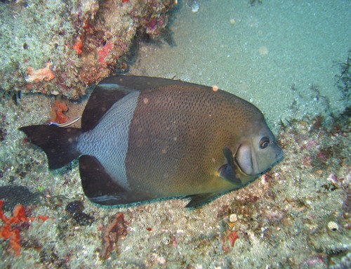 Click to View Grey Angelfish<br><span style='font-size:12px'><i>iNaturalist</i></span>