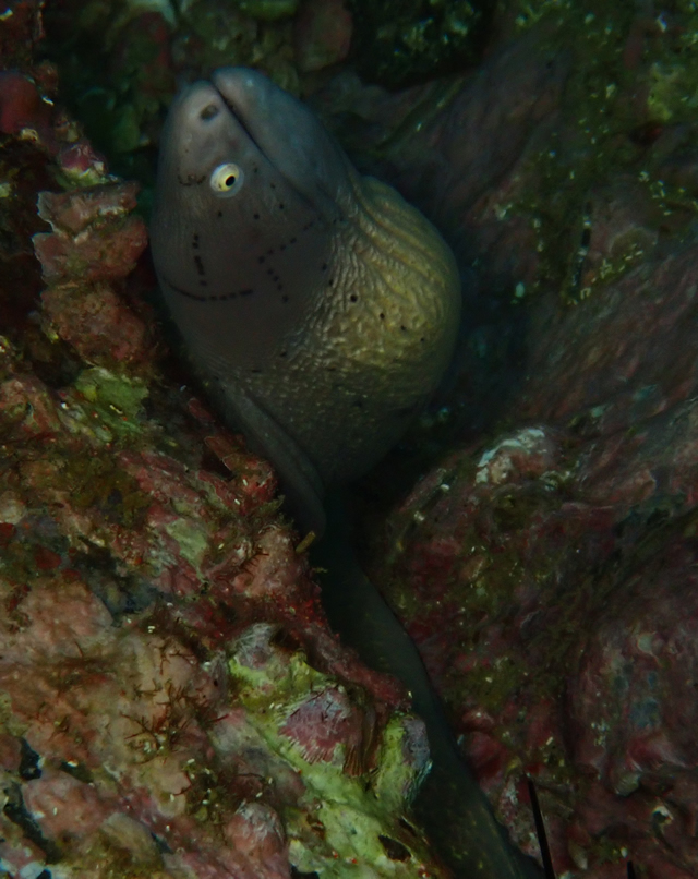 Click to View Grey Moray<br><span style='font-size:12px'><i>Dave & Rose</i></span>
