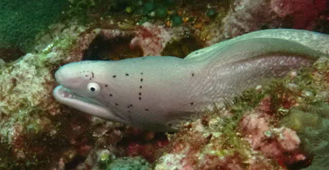 Click to View Grey Moray<br><span style='font-size:12px'><i>Dave & Rose</i></span>