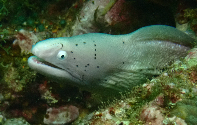 Click to View Grey Moray<br><span style='font-size:12px'><i>Dave & Rose</i></span>