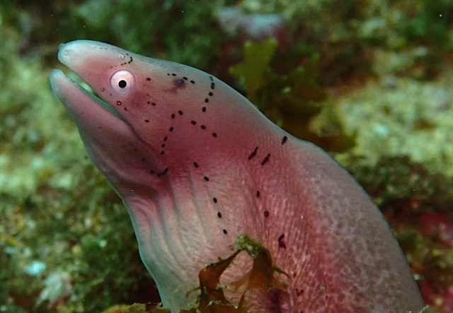 Click to View Grey Moray<br><span style='font-size:12px'><i>Dave & Rose</i></span>