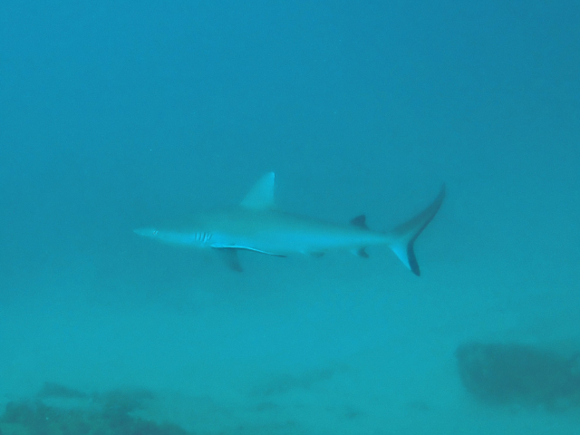 Click to View Grey Reef Shark<br><span style='font-size:12px'><i>Dave & Rose</i></span>