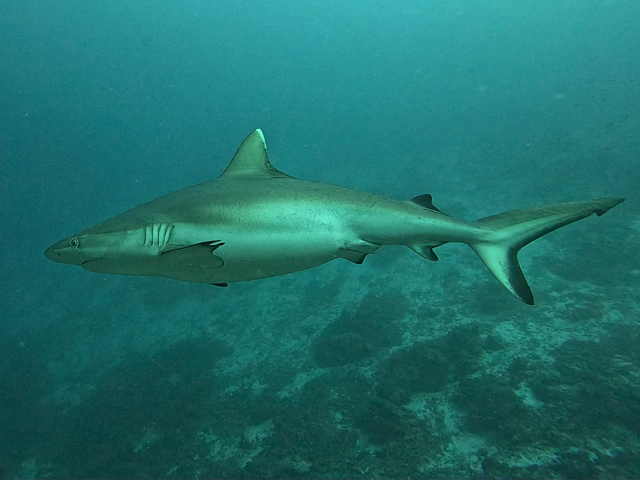 Click to View Grey Reef Shark<br><span style='font-size:12px'><i>Dave & Rose</i></span>