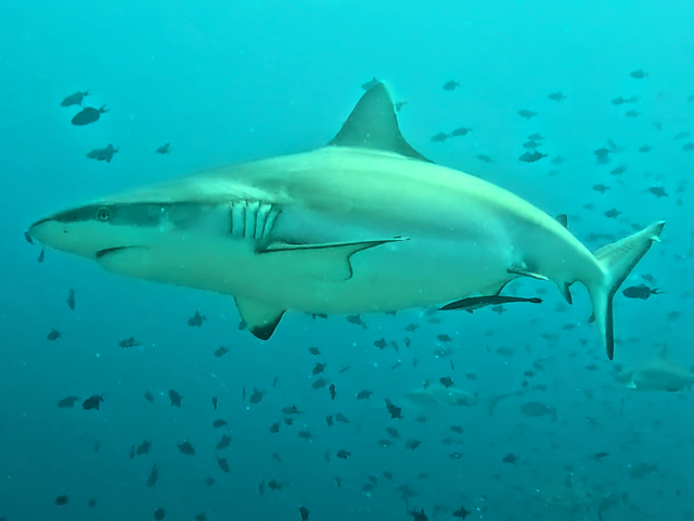 Grey Reef Shark<br><span style='font-size:12px'><i>Dave & Rose</i></span>