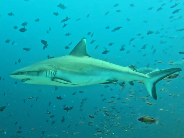 Grey Reef Shark<br><span style='font-size:12px'><i>Dave & Rose</i></span>