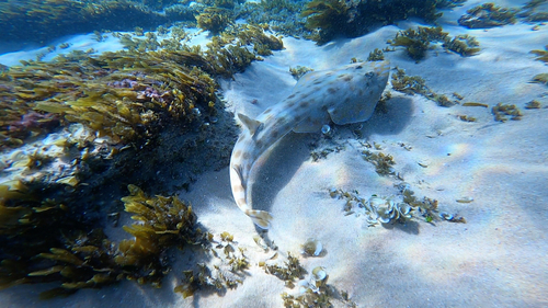 Click to View Greyspotted Guitarfish<br><span style='font-size:12px'><i>iNaturalist</i></span>