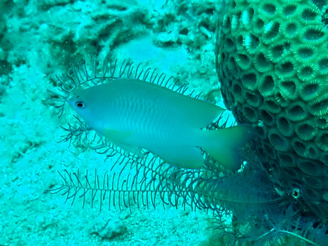 Guardian Damsel Guardian Damsel<br><span style='font-size:12px'><i>Dave & Rose</i>  Philippines  4th May 2026</span>