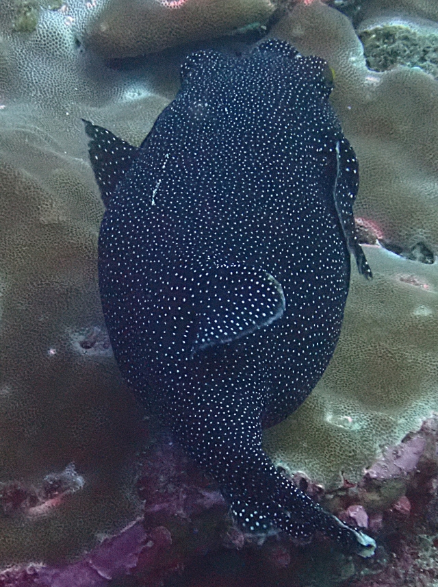 Click to View Guineafowl Puffer<br><span style='font-size:12px'><i>Dave & Rose</i></span>