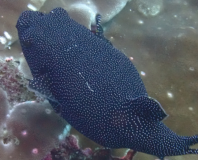 Click to View Guineafowl Puffer<br><span style='font-size:12px'><i>Dave & Rose</i></span>