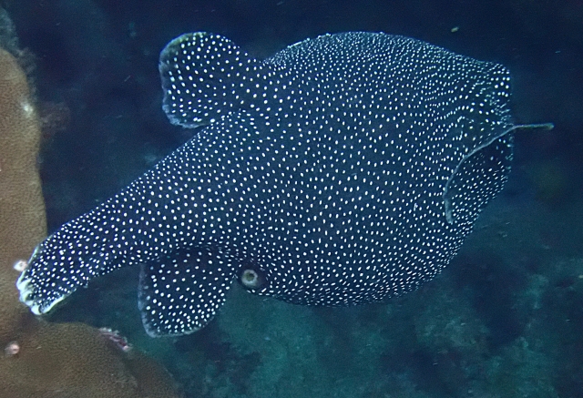 Click to View Guineafowl Puffer<br><span style='font-size:12px'><i>Dave & Rose</i></span>