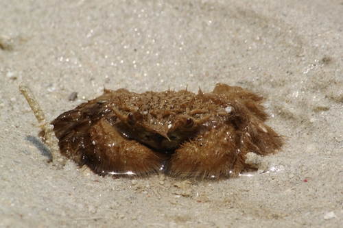 Click to View Hairy Reef Crab<br><span style='font-size:12px'><i>iNaturalist</i></span>