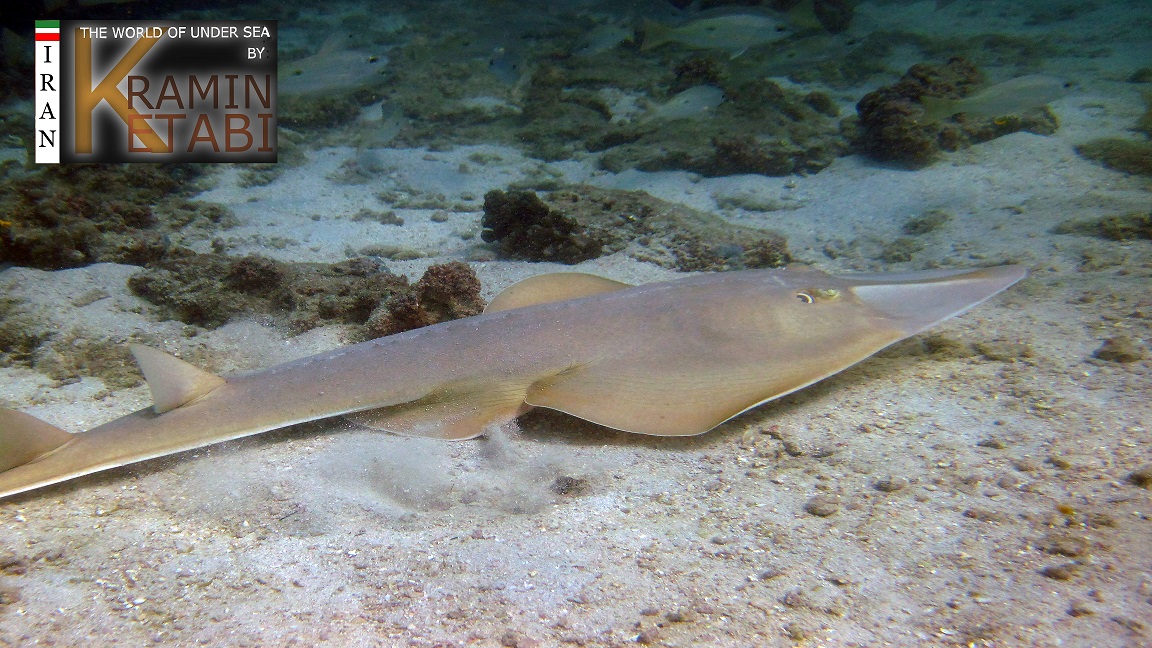 Click to View Halavi Guitarfish<br><span style='font-size:12px'><i>Fishbase</i></span>