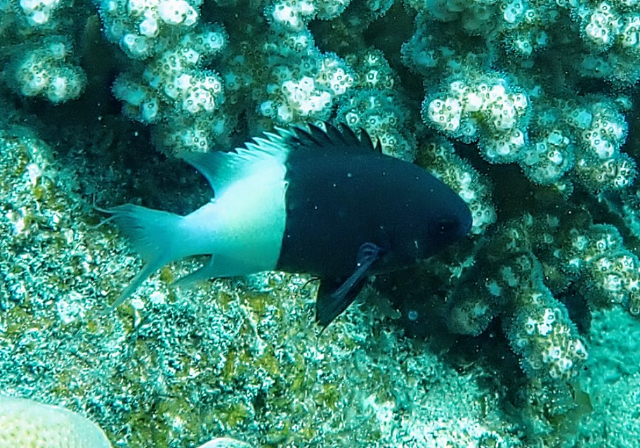 Click to View Half-and-half Chromis<br><span style='font-size:12px'><i>Dave & Rose</i></span>