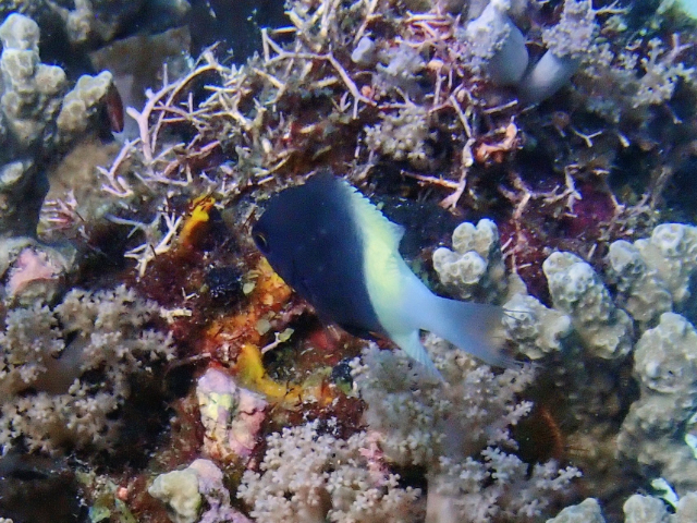 Click to View Half-and-half Chromis<br><span style='font-size:12px'><i>Dave & Rose</i></span>