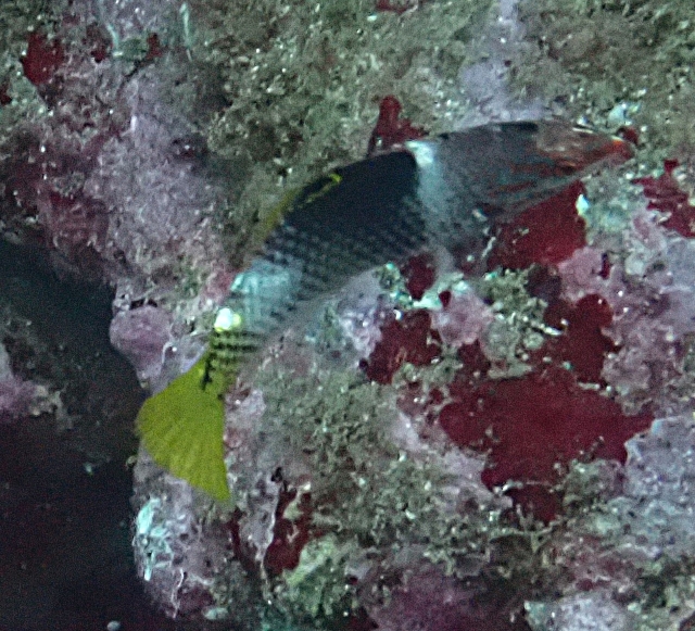 Click to View Chequerboard Wrasse Juv<br><span style='font-size:12px'><i>Dave & Rose</i></span>