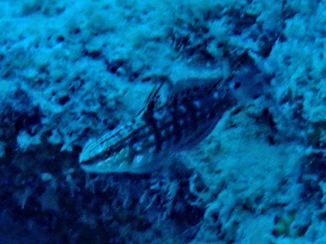 Click to View Halfbarred Goby<br><span style='font-size:12px'><i>Dave & Rose</i></span>