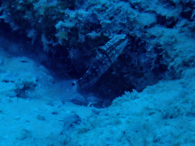 Click to View Halfbarred Goby<br><span style='font-size:12px'><i>Dave & Rose</i></span>