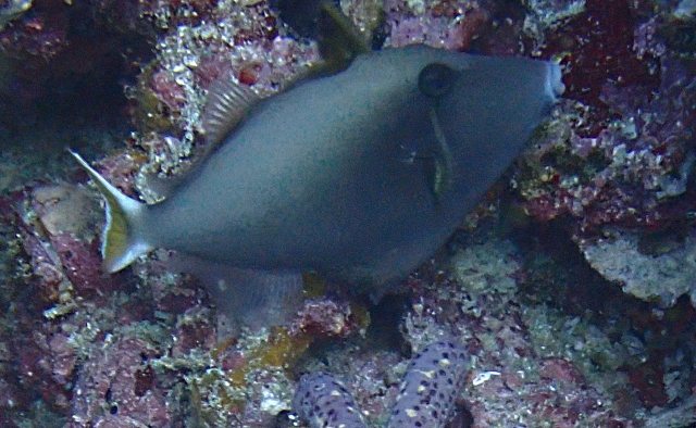 Click to View Halfmoon Triggerfish<br><span style='font-size:12px'><i>Dave & Rose</i></span>