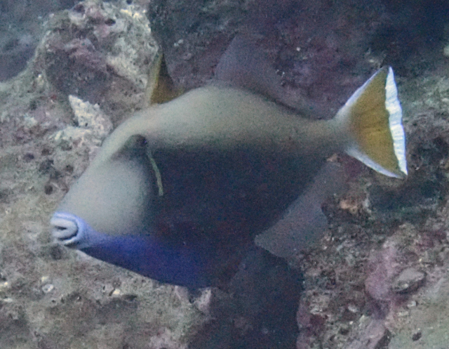 Click to View Halfmoon Triggerfish<br><span style='font-size:12px'><i>Dave & Rose</i></span>