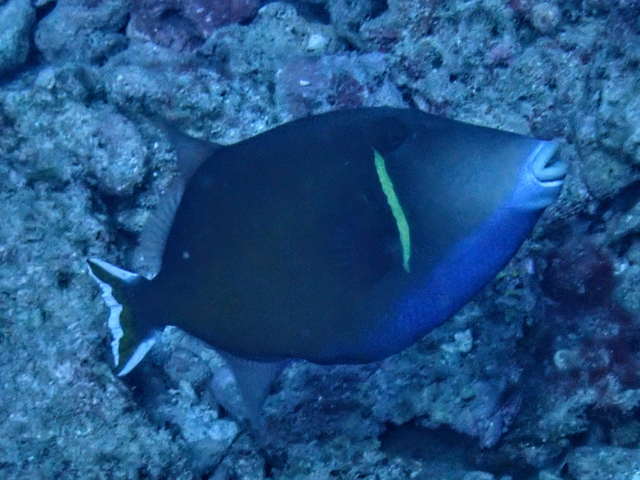 Click to View Halfmoon Triggerfish<br><span style='font-size:12px'><i>Dave & Rose</i></span>