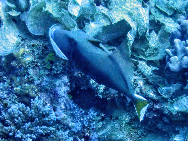 Click to View Halfmoon Triggerfish<br><span style='font-size:12px'><i>Dave & Rose</i></span>