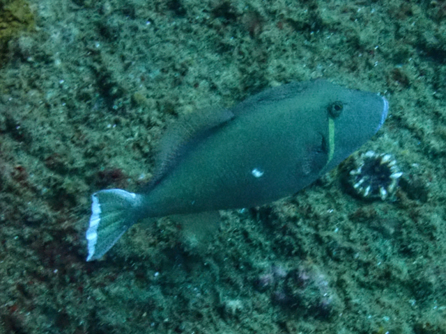 Click to View Halfmoon Triggerfish<br><span style='font-size:12px'><i>Dave & Rose</i></span>