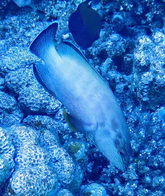 Click to View Halfspotted Hind<br><span style='font-size:12px'><i>Dave & Rose</i></span>