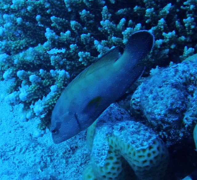 Click to View Halfspotted Hind<br><span style='font-size:12px'><i>Dave & Rose</i></span>