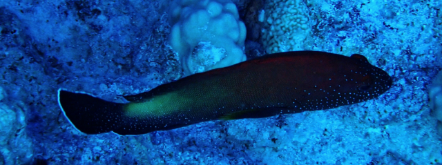 Click to View Halfspotted Hind<br><span style='font-size:12px'><i>Dave & Rose</i></span>