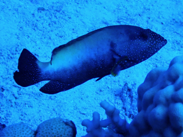 Click to View Halfspotted Hind<br><span style='font-size:12px'><i>Dave & Rose</i></span>