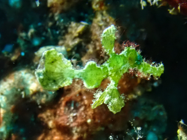 Halimeda Ghostpipefish<br><span style='font-size:12px'><i>Dave & Rose</i>&nbsp&nbspPhilippines&nbsp&nbsp2nd May 2026</span>