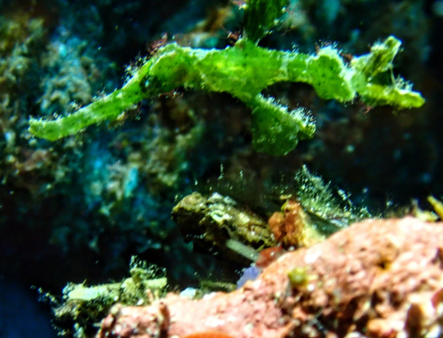 Halimeda Ghostpipefish<br><span style='font-size:12px'><i>Dave & Rose</i></span>