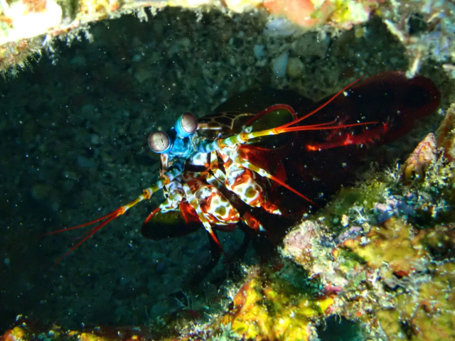 Click to View Harlequin Mantis Shrimp<br><span style='font-size:12px'><i>Dave & Rose</i></span>