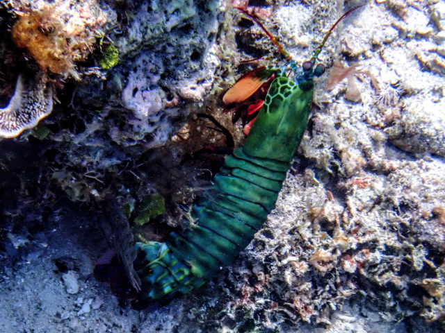 Click to View Harlequin Mantis Shrimp<br><span style='font-size:12px'><i>Dave & Rose</i></span>