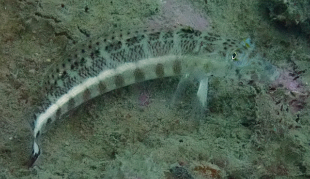 Click to View Harlequin Sandperch<br><span style='font-size:12px'><i>Dave & Rose</i></span>